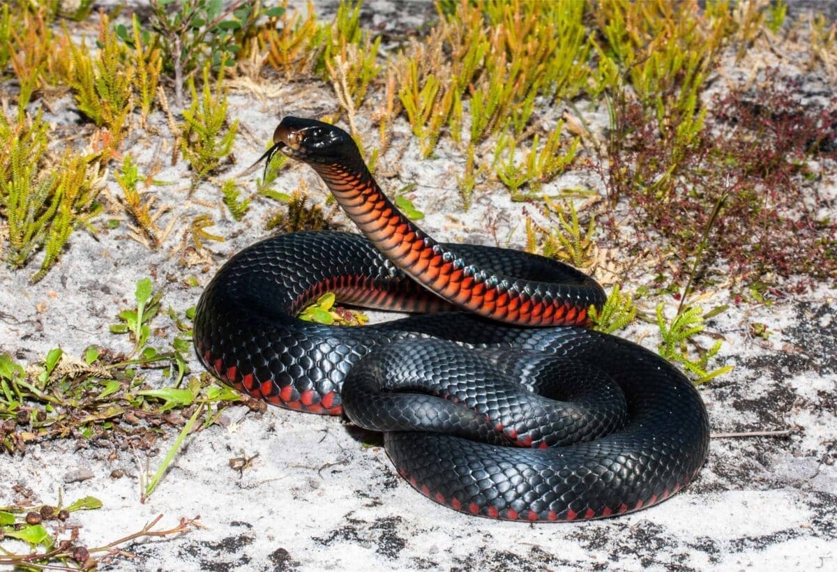 Red-Bellied Black Snake