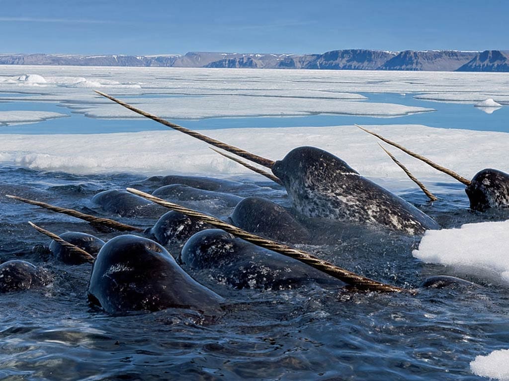 The narwhal,