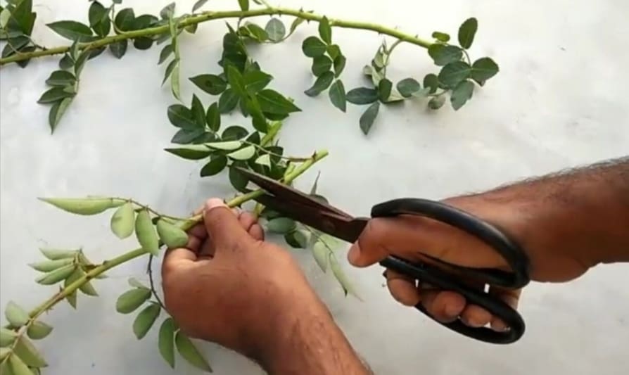 How to grow roses from cuttings